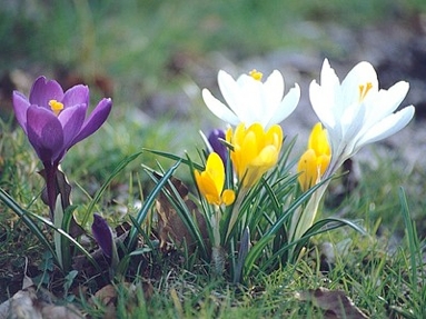 Krokusse blühende Krokusse auf Rasenstück